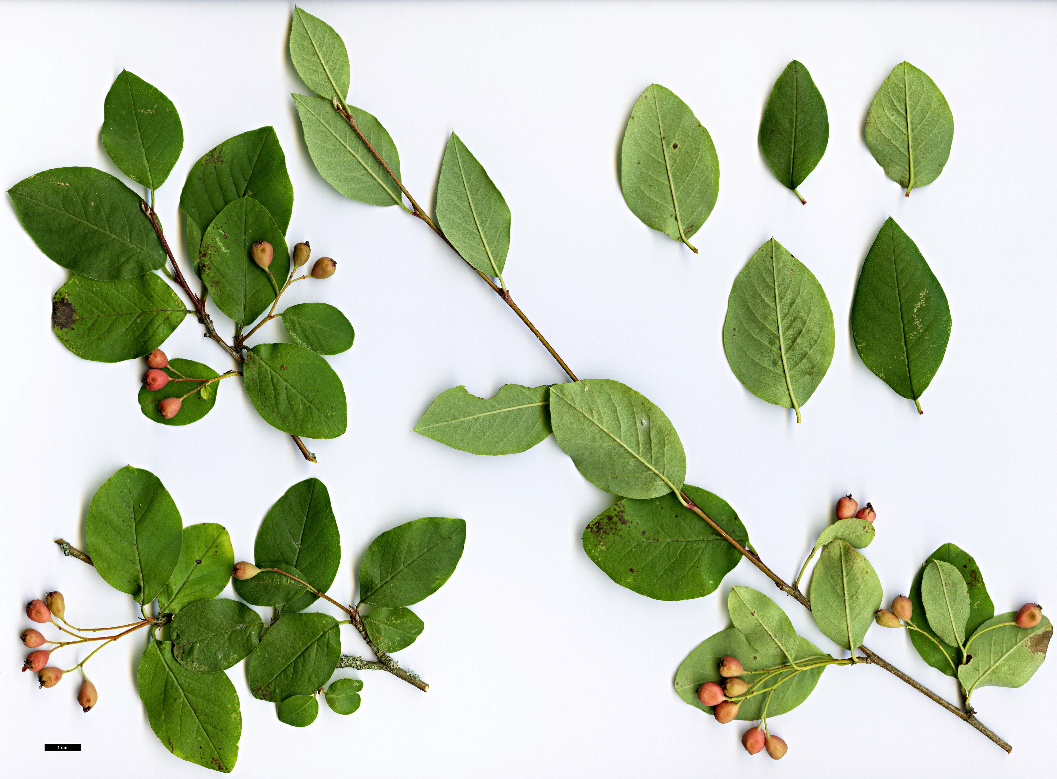 High resolution image: Family: Rosaceae - Genus: Cotoneaster - Taxon: roseus High resolution image: Family: Rosaceae - Genus: Cotoneaster - Taxon: roseus